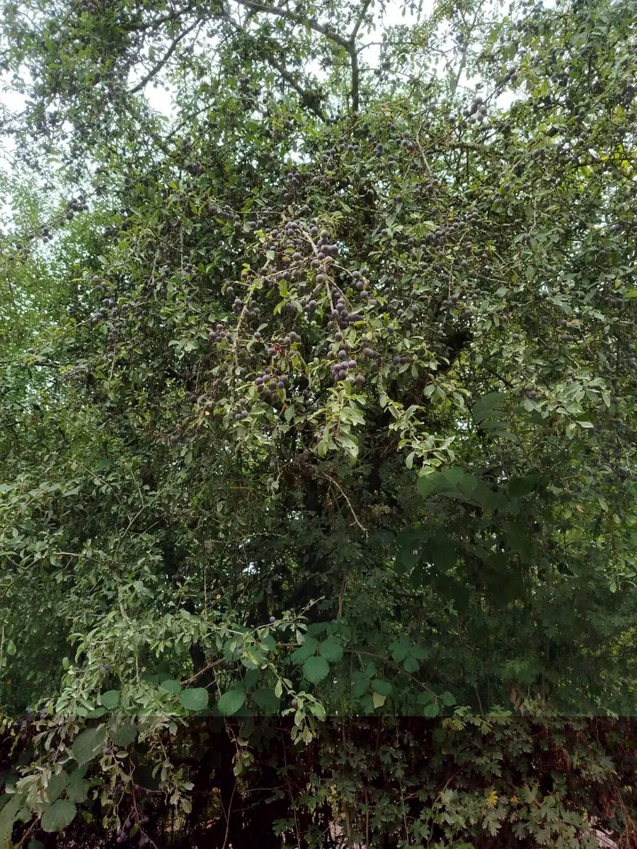 Prunellier chargé de prunelles bleu-noir dans une lisière de sous-bois